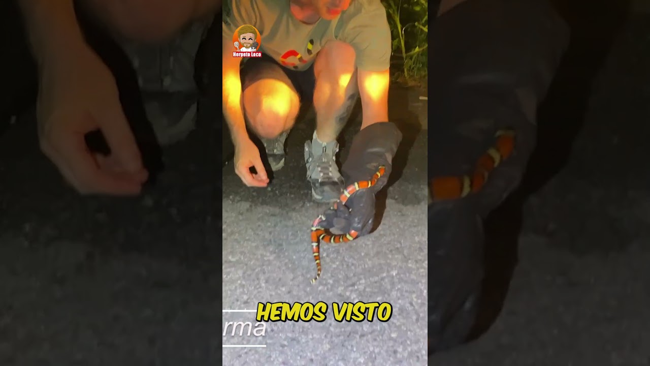 Falsa coral, serpiente no venenosa!  #reptiles  #shorts #serpiente