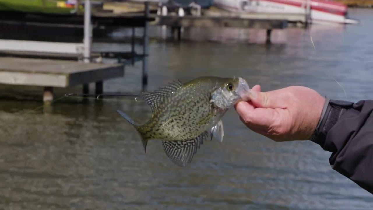 Dock Shooting Lake Shafer with Charlie Hildreth S08 E05 | BrushPile Fishing