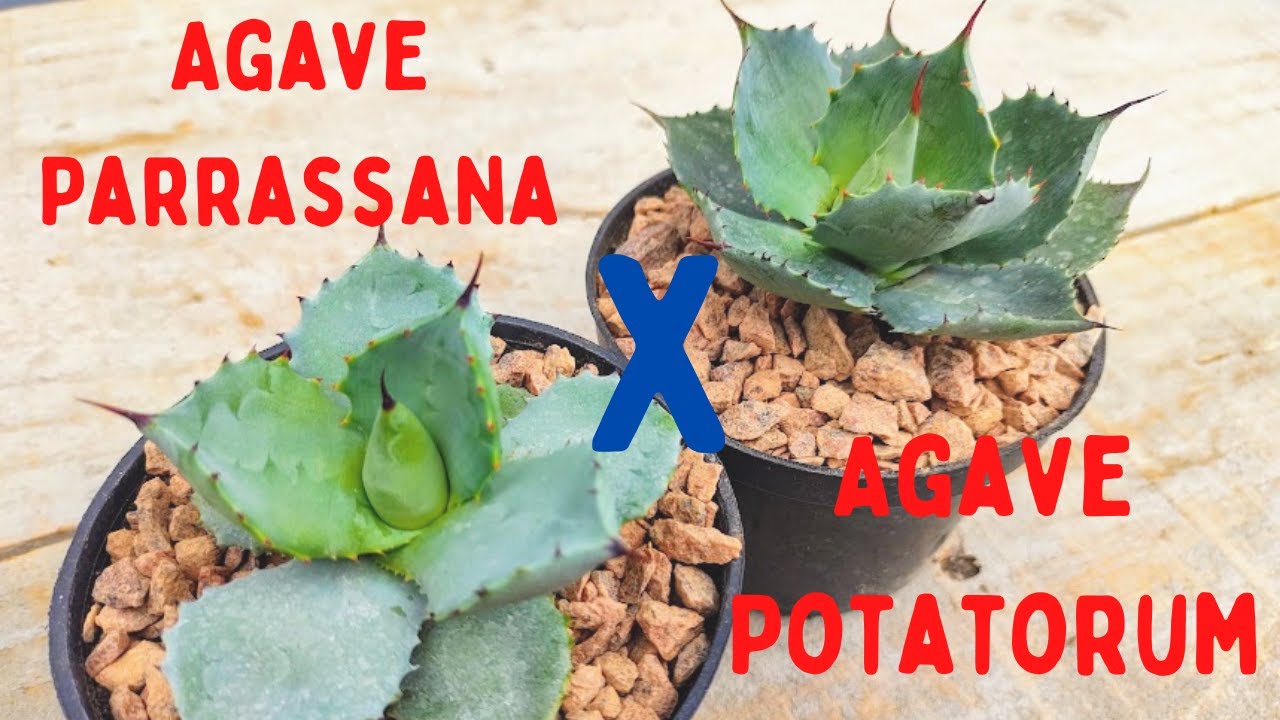 Agave parrana X agave potatorum , tem diferença entre uma e outra?