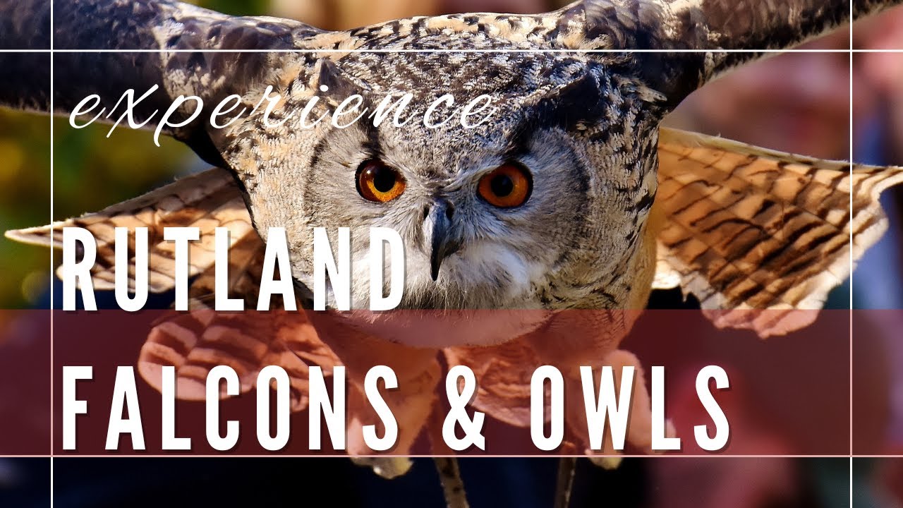 RUTLAND FALCONRY AND OWL CENTRE, OAKHAM, ENGLAND