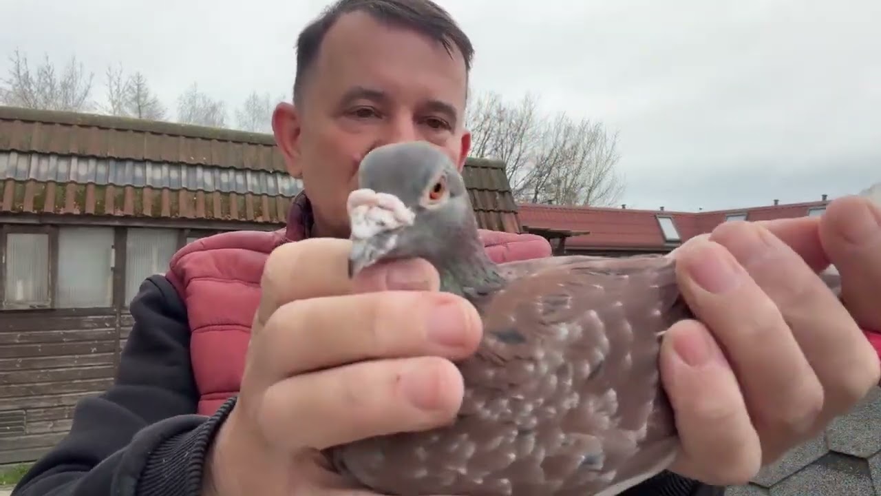 Gołębie z likwidacji hodowli Szwajcaria De Klak , Kostorz Vandenabeele, Pouw Kanon rozpłod 513016809