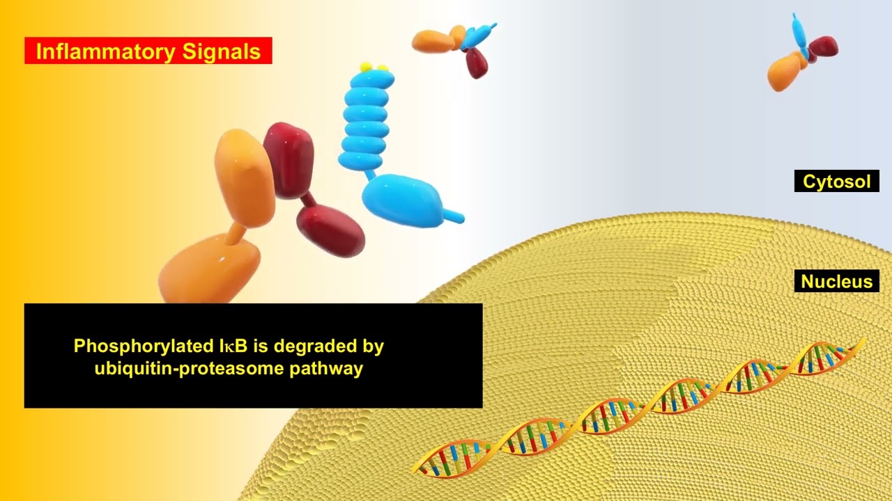 NF-kB Signaling and Super Repressor IkB
