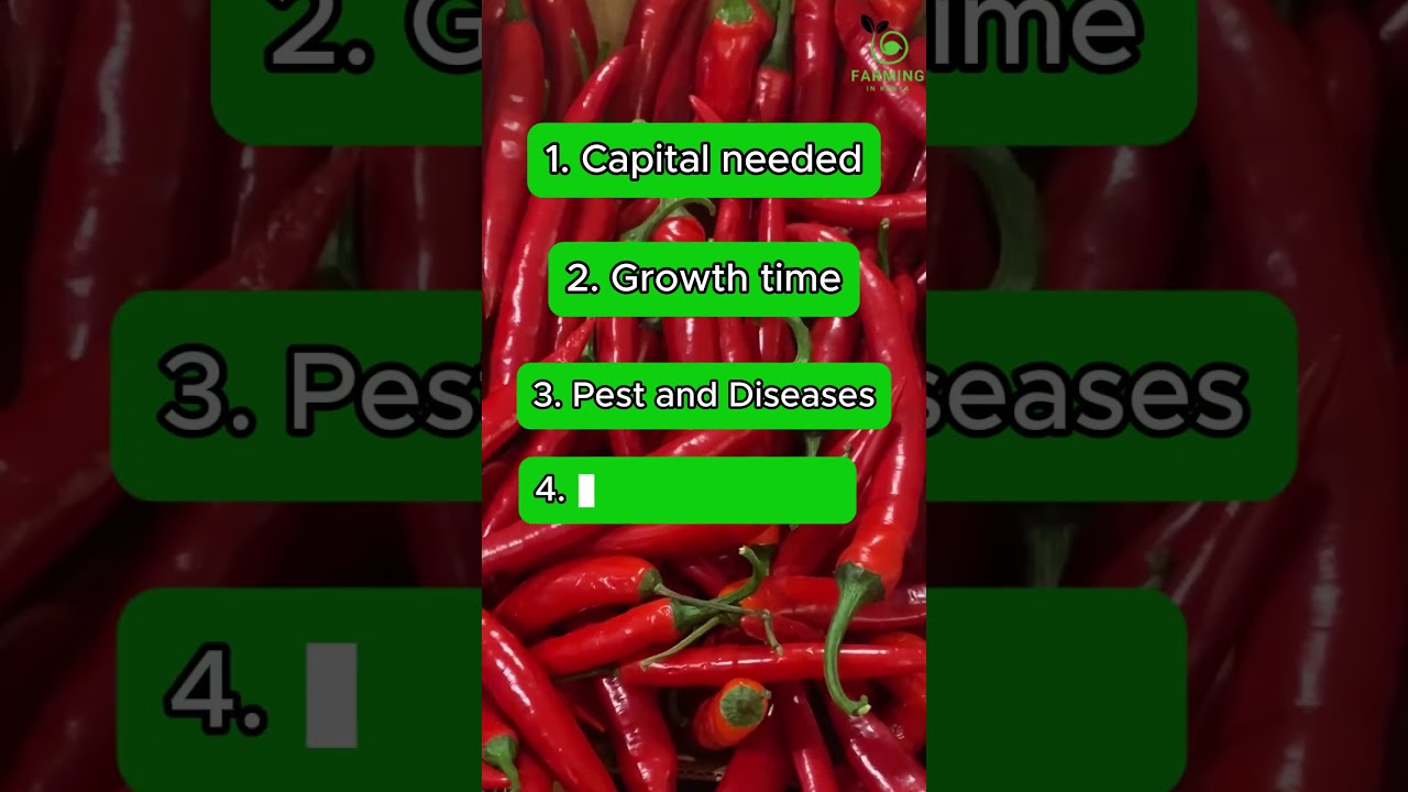 Chilli Vs Onion Farming