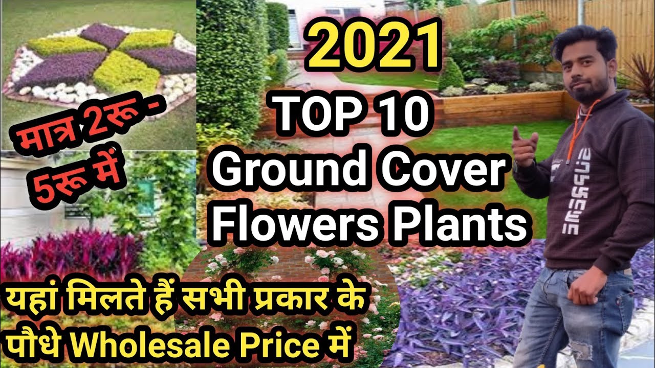 What type of hedge grows fastest?||Gajraula Nursery