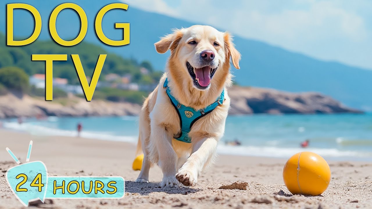 DOG TV: Anti-Anxiety Videos for Dogs to Watch When Home Alone - Best Happy Music for Dogs
