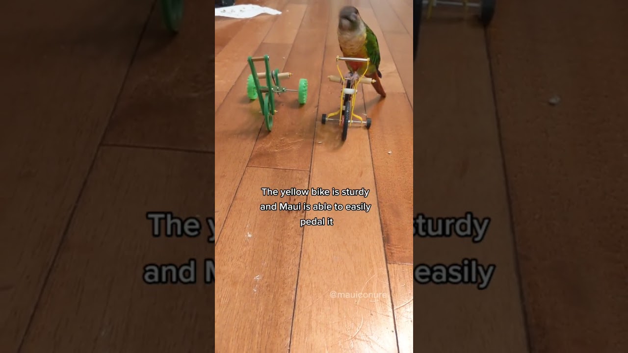 Bird Toy Review: Bird Bikes
