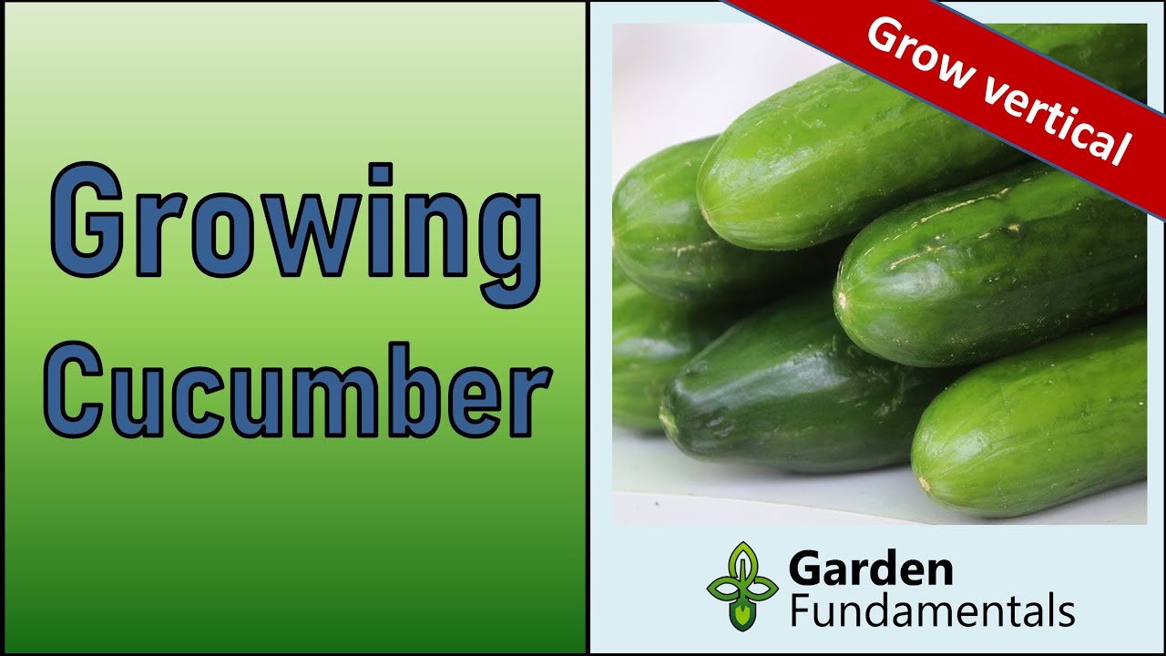 Growing Cucumbers The Best Way 🥝🥝🥝 Plus Secrets For Growing Vertical