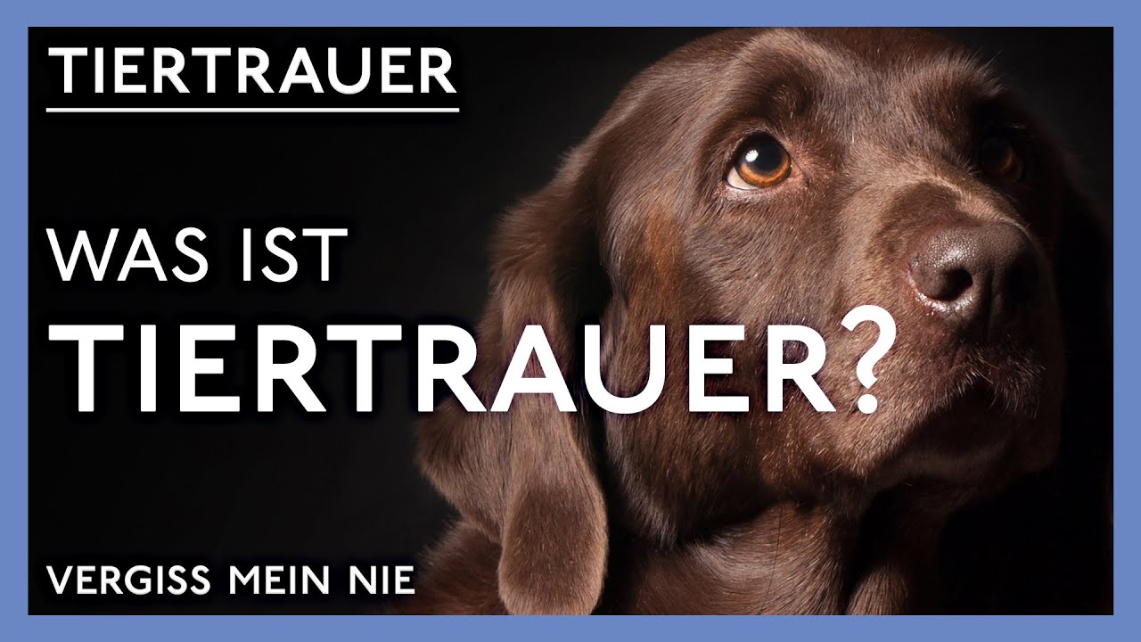 Wenn ein Tier stirbt | Umgang und Unterstützung bei Tiertrauer