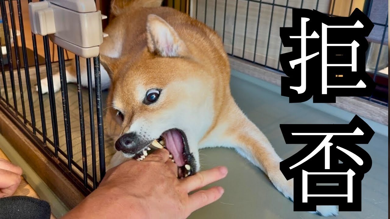 【悲報】 もぅパパとママとは暮らせません。色んな作戦を用いて家を捨てようとする柴犬