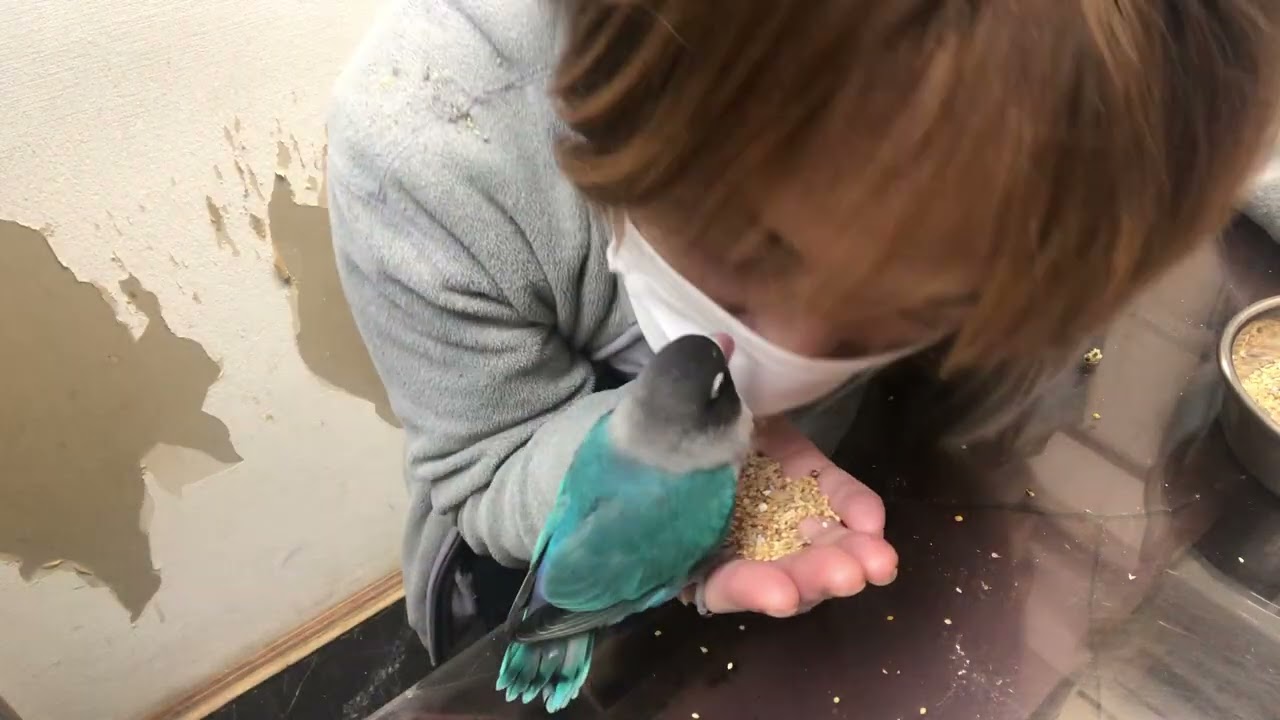 ⑶ブルーボタンインコのるりちゃんの診察治療