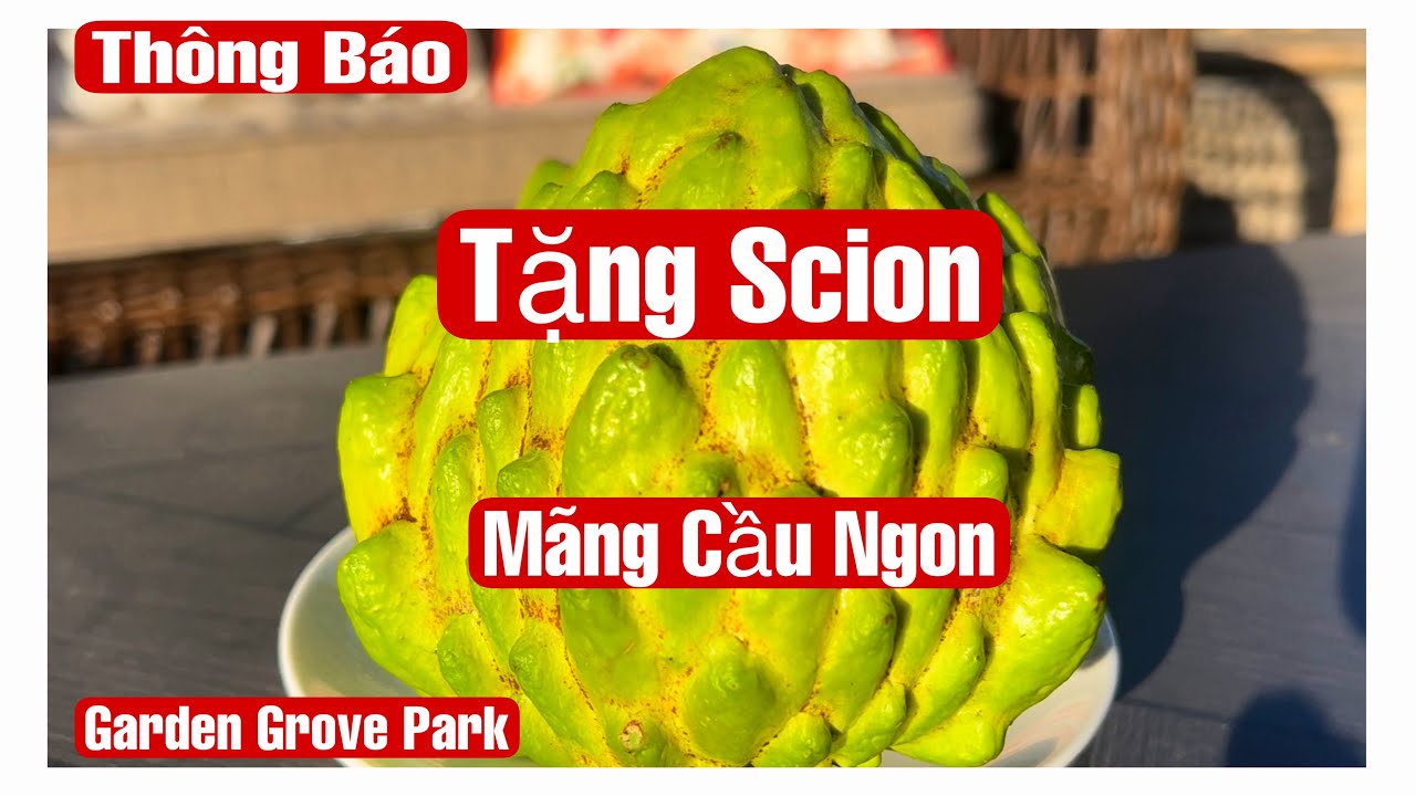Thông Báo: Chủ Nhật Tặng Scion Mãng Cầu Ngon – Garden Grove Park