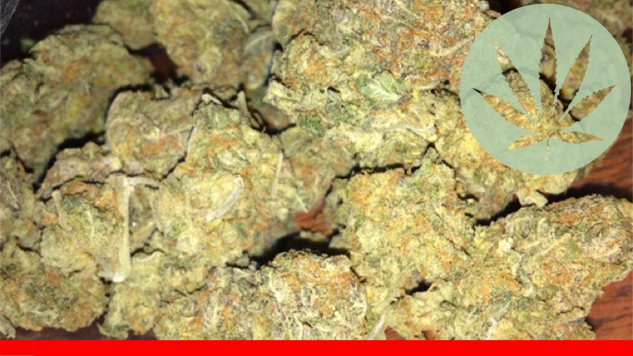 Purple Goo - All About This Strain