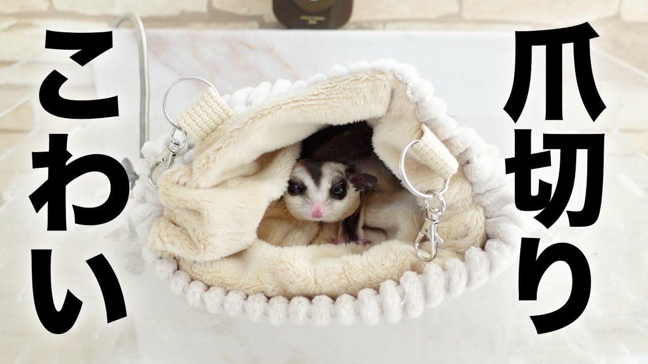 ビビるまくるモモンガの爪切り方法【飼い方】