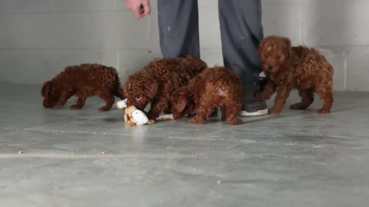 Playful Mini Poodle Puppies