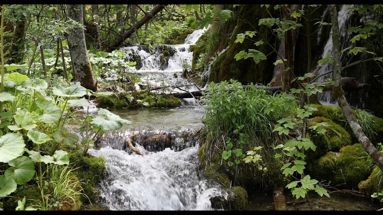 Gentle Birds & Flowing Creek (12 Hours) | Deep Sleep Nature Sounds