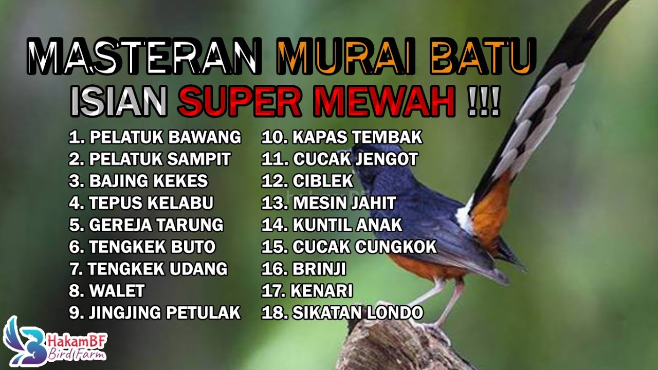 JUARANYA MASTERAN ‼️ MASTERAN MURAI BATU ISIAN SUPER MEWAH
