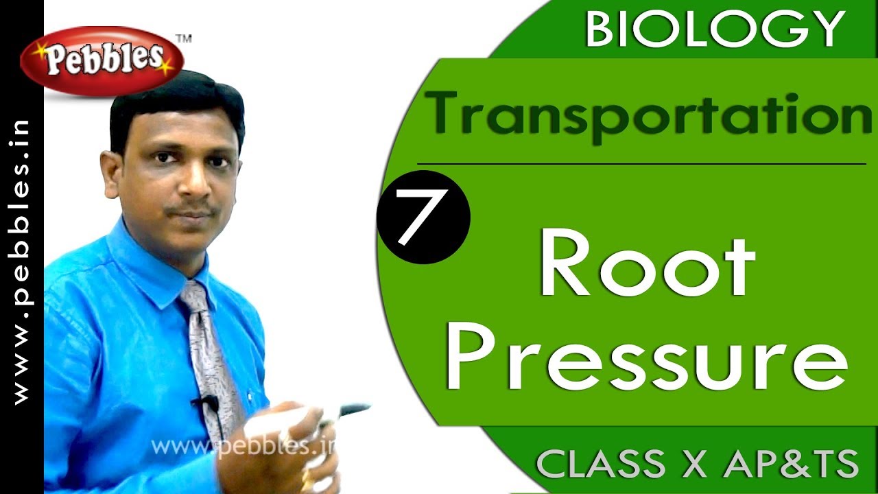 Root Pressure : Transportation | Biology | Science |  Class 10