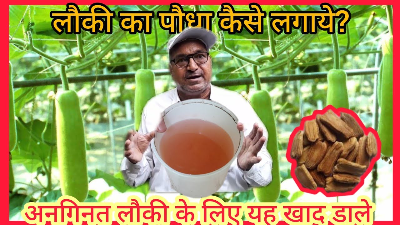 लौकी का पौधा कैसे लगाये? लौकी मे कौन सा खाद डालें।अनगिनत लौकी कैसे पाएं