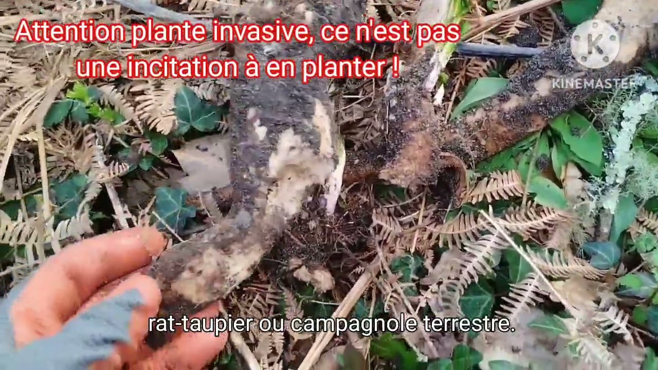 Vigne d'Amérique vs Rat-taupier (campagnol terrestre)