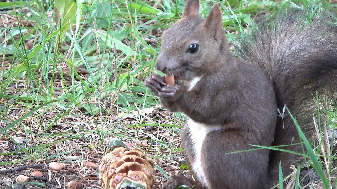 エゾリス　～チョウセンゴヨウの種をおいしそうに食べる～