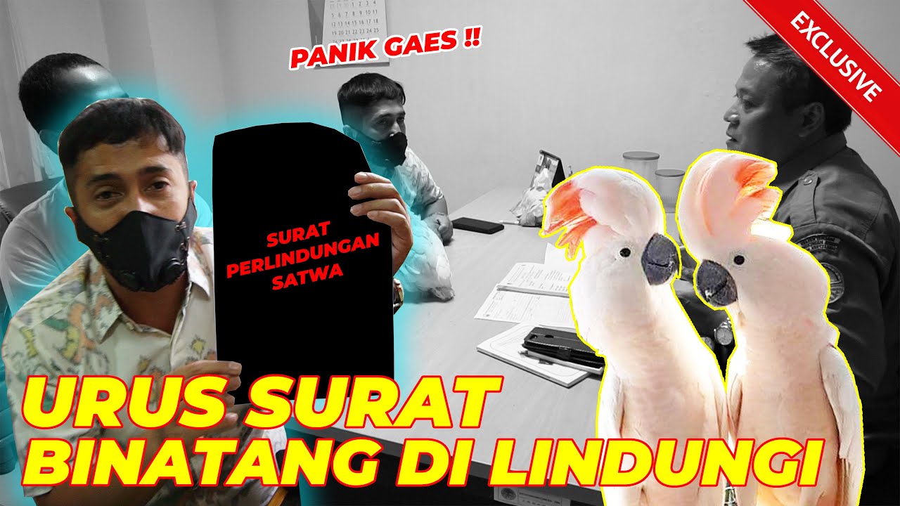KABAR GEMBIRA UNTUK PECINTA HEWAN & TUMBUHAN DARI BKSDA
