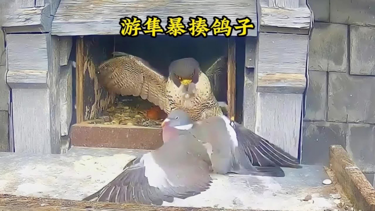 鴿子挑釁游隼！結果被打的落荒而逃#動物世界#動物解說