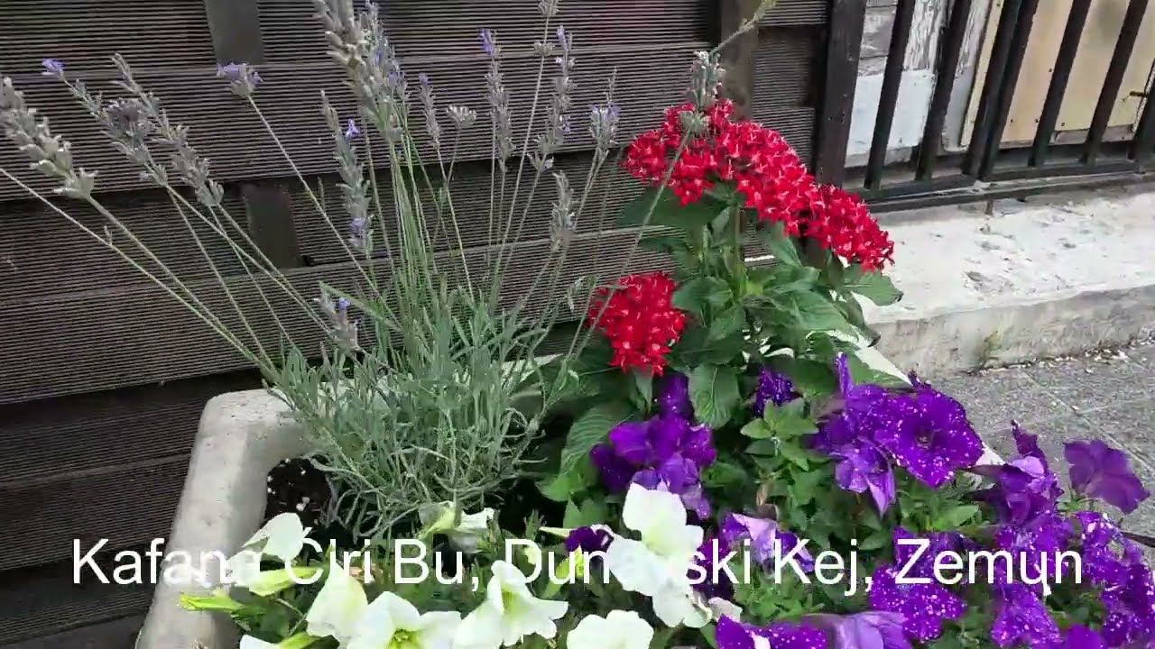 Zemunski Kej, Juli 2025