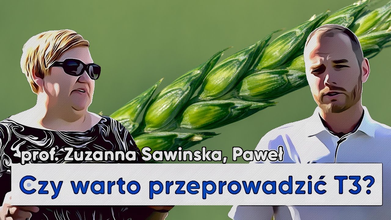 Ochrona T3 w zbożach. Czy warto chronić zboża w tym sezonie? W polu susza! e-pole 98  #rolnictwo