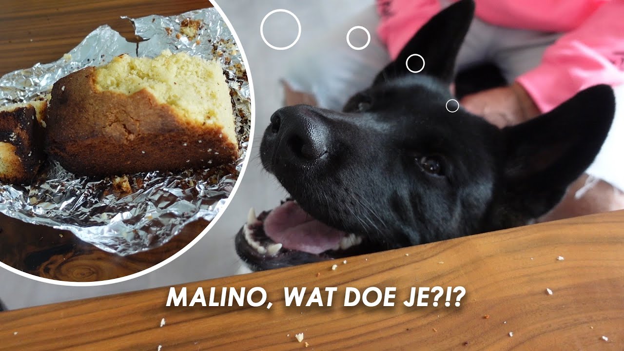 Malino, wat doe je?!? #vlog78