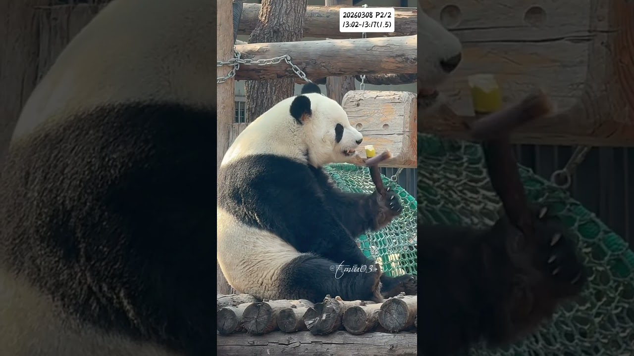 8.3.2026 P2/2 MengLan/萌兰日记