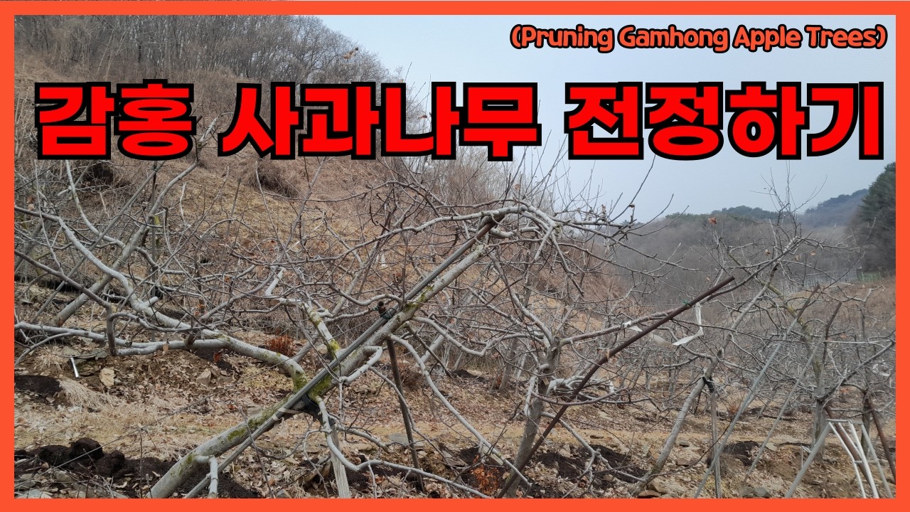 감홍 사과나무 전정하기.