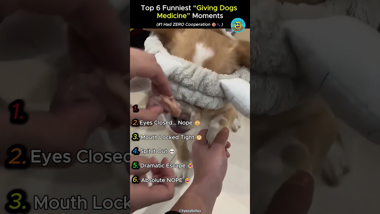 Trying to Give a Dog Medicine Goes HILARIOUSLY WRONG | #shortvideos | #shorts | #ranking