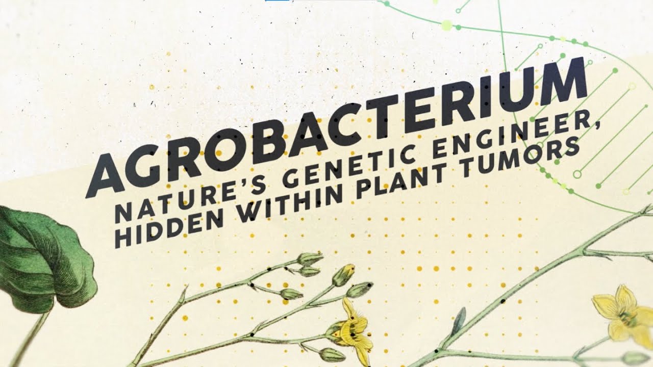 2023 Awardee: Agrobacterium: Nature’s Genetic Engineer, Hidden Within Plant Tumors