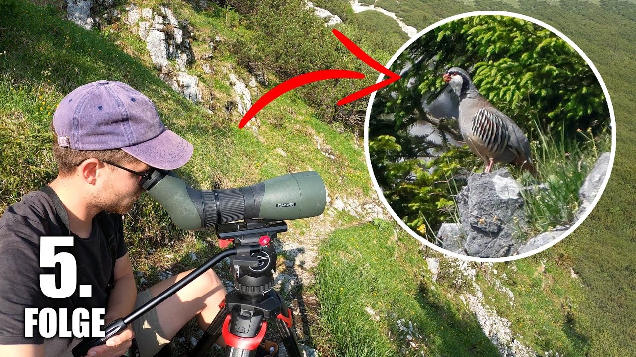 Einer der seltensten Brutvögel Deutschlands! - Vogel-Alpenabenteuer Tag 5