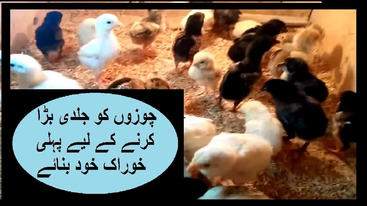 Chicks Fast Growth Healthy First Diet Khurrak  Simple make at home | Faisal butt