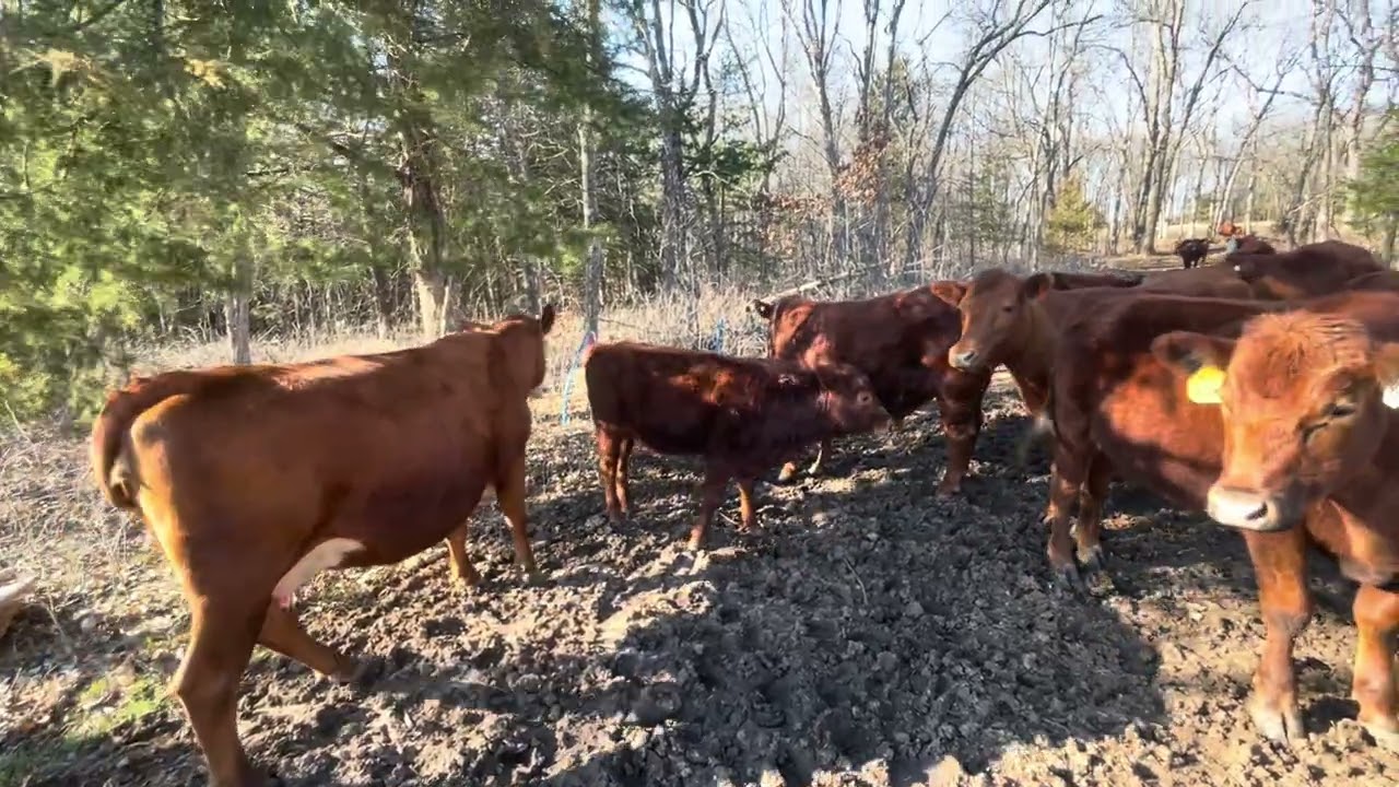 GranMan still managing Spring 20260310 #southpollcattle #cow #regenerativeranching 