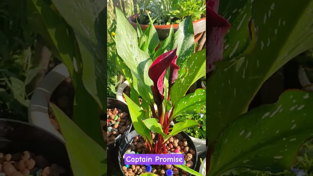 Калла Captain Promise- темно-бордовая с фиолетовым отливом высота 60-70 см #shorts #калла #flowers