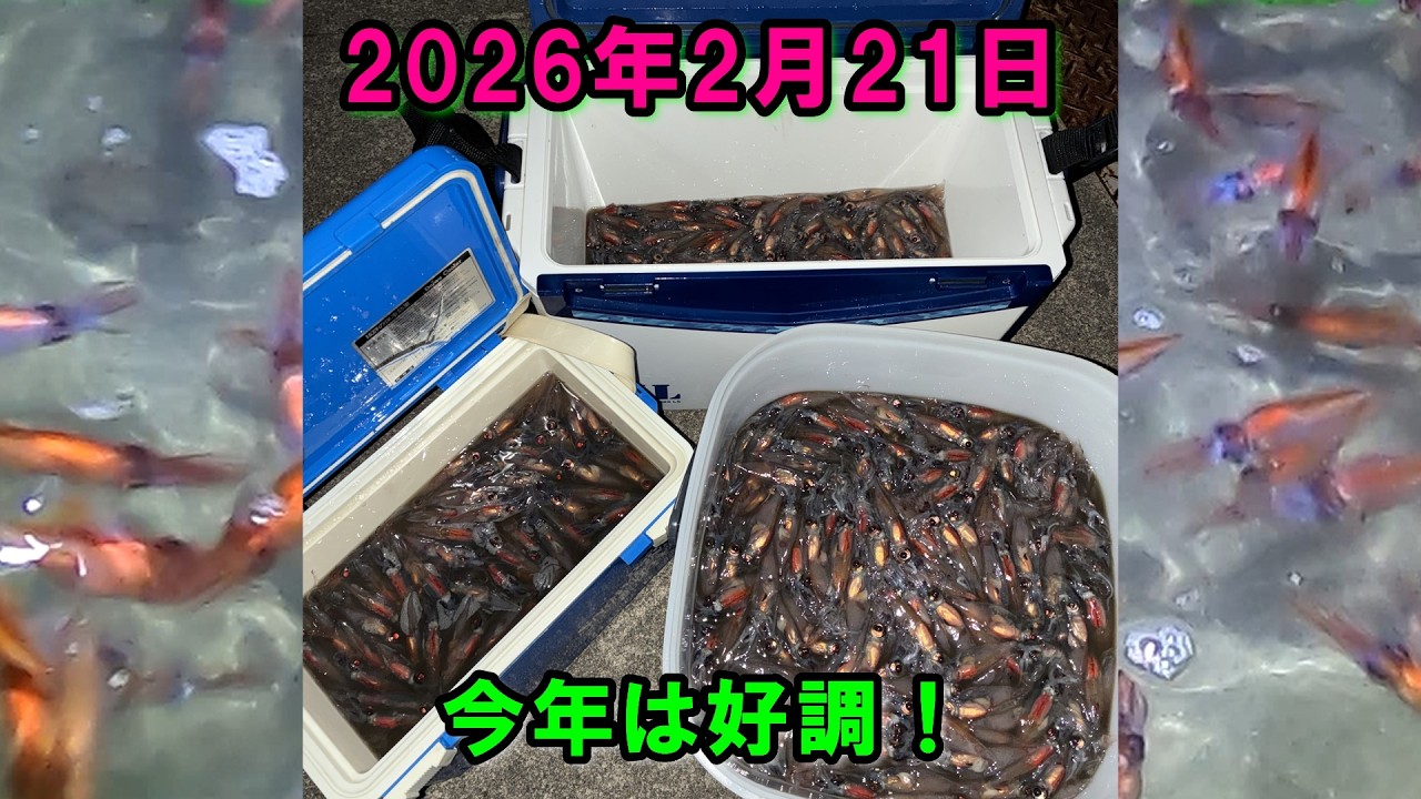 2026年2月21日(土)！今年は好調です！富山県、ホタルイカ掬い、富山、ホタルイカの身投げ