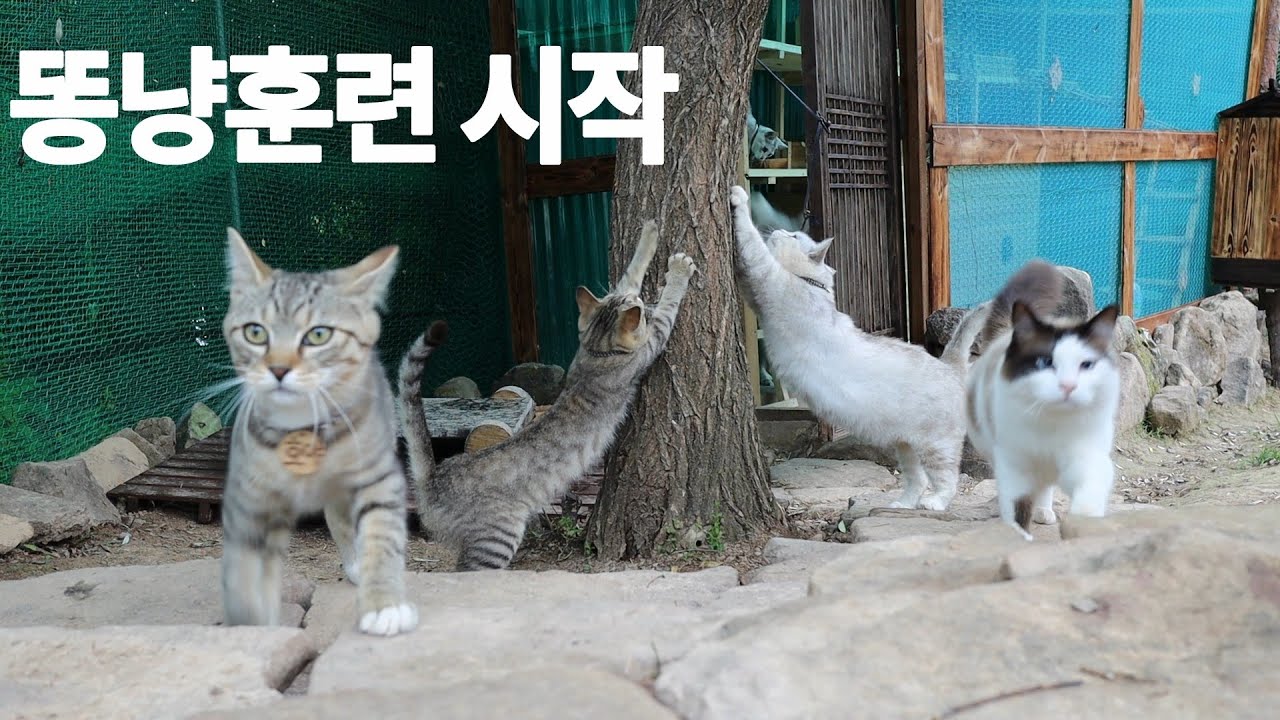 육냥이 육묘하느라 뚱냥이된 하양이 운동 시켜야지