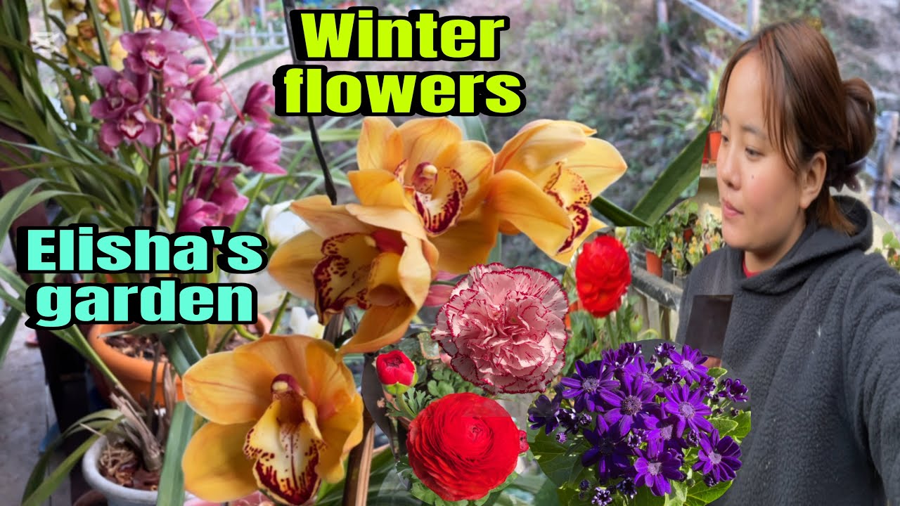 Multiple different varieties of winter flowers blooming in my garden !!Naomi variety apple planting!