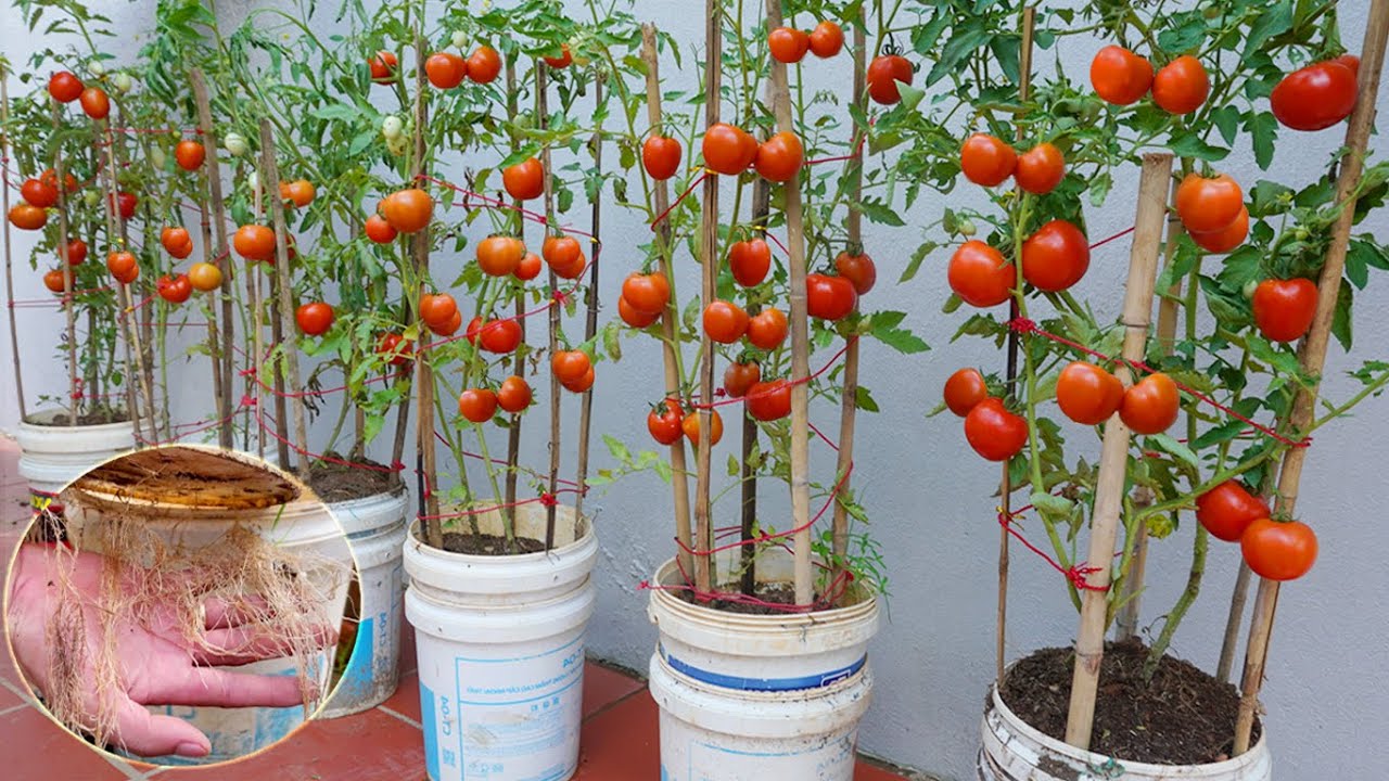 How to grow tomatoes in plastic barrel? Here is the answer  The fruit is large and succulent