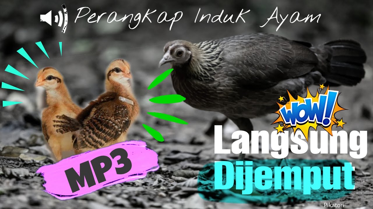 Suara Anak Ayam Hutan | Suara Perangkap Memanggil Induk Ayam Hutan