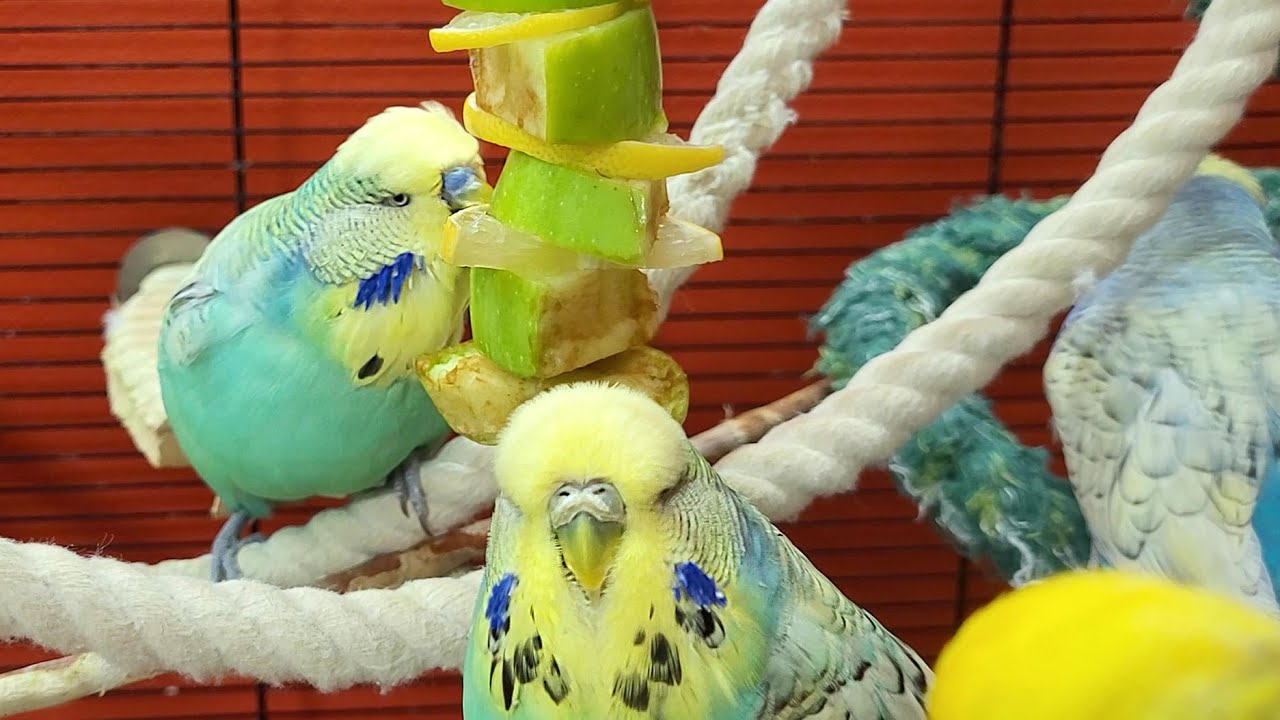 7 hours of budgie sounds for relaxation