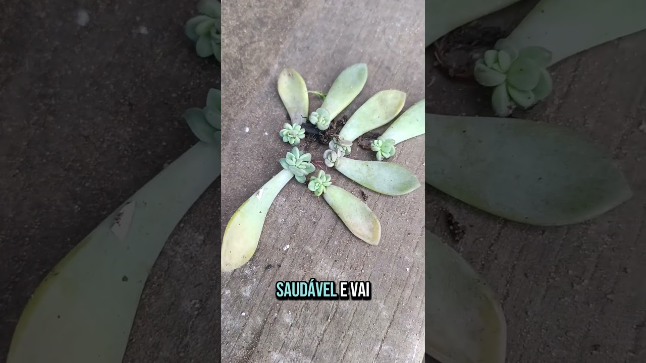 decapita&ccedil;&atilde;o da graptoveria supreme e ber&ccedil;&aacute;rio #suculentas #cactus #plants