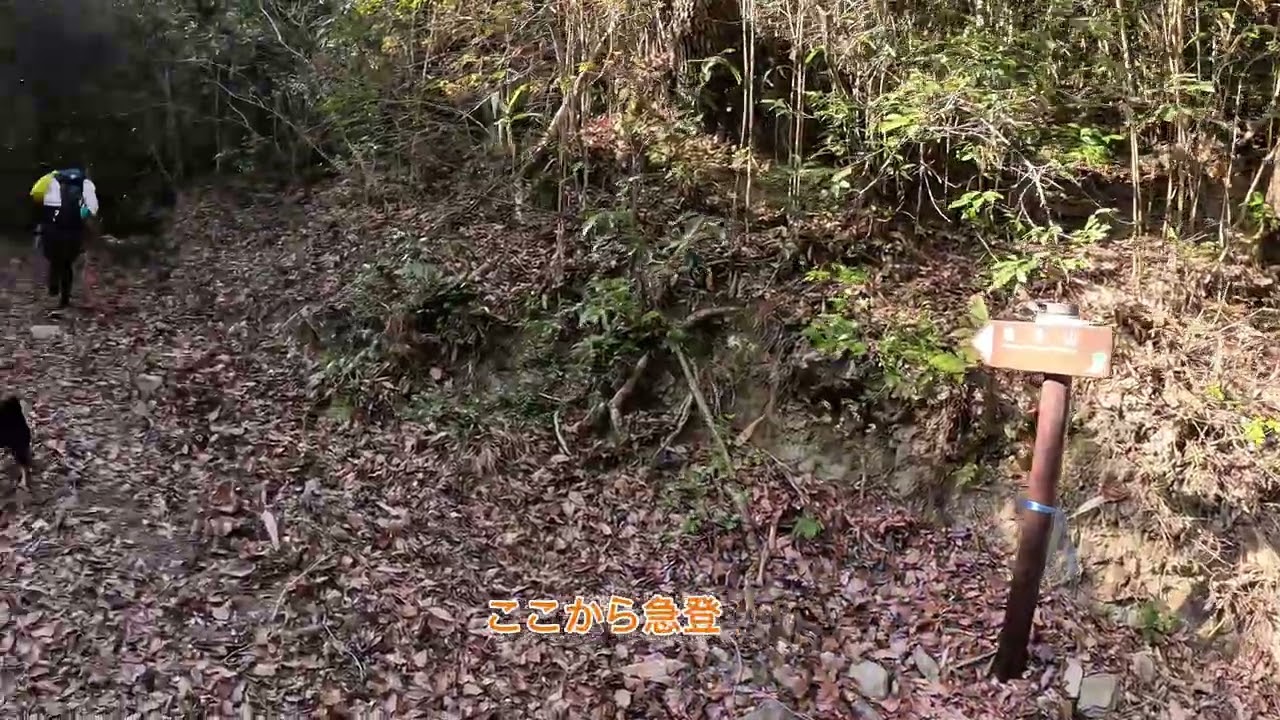 紀泉アルプス　桃の木台から一休山へ豆柴イトと散歩❗️