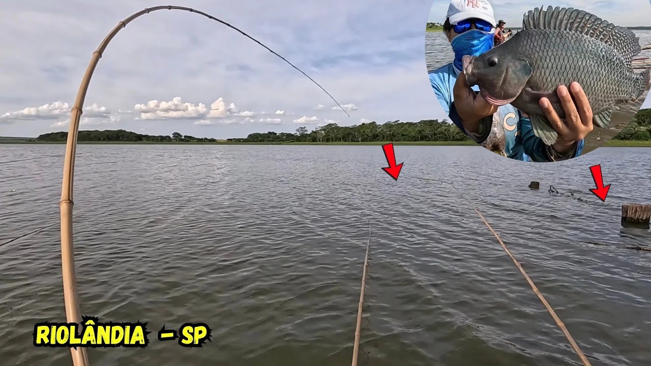 SONHO DE TODO PESCADOR! CARDUME de TILÁPIAS GIGANTES em Riolândia!
