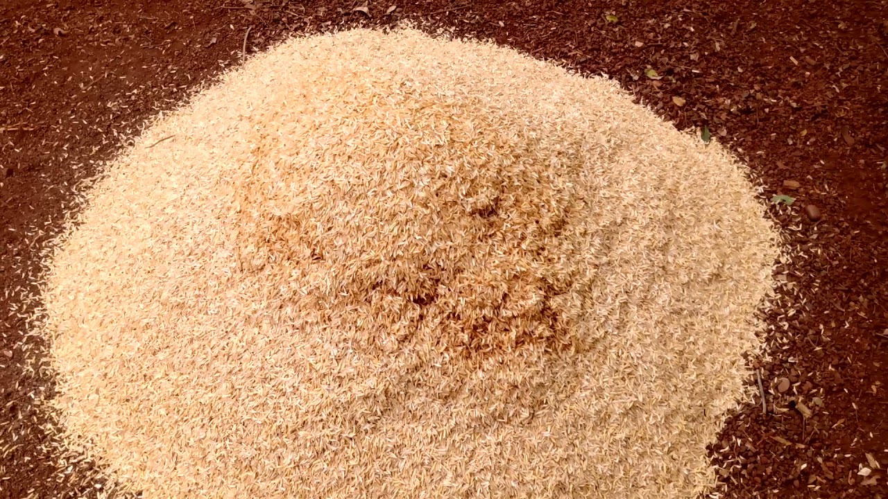 Como carbonizar 10 saco de palha de arroz de maneira rápida