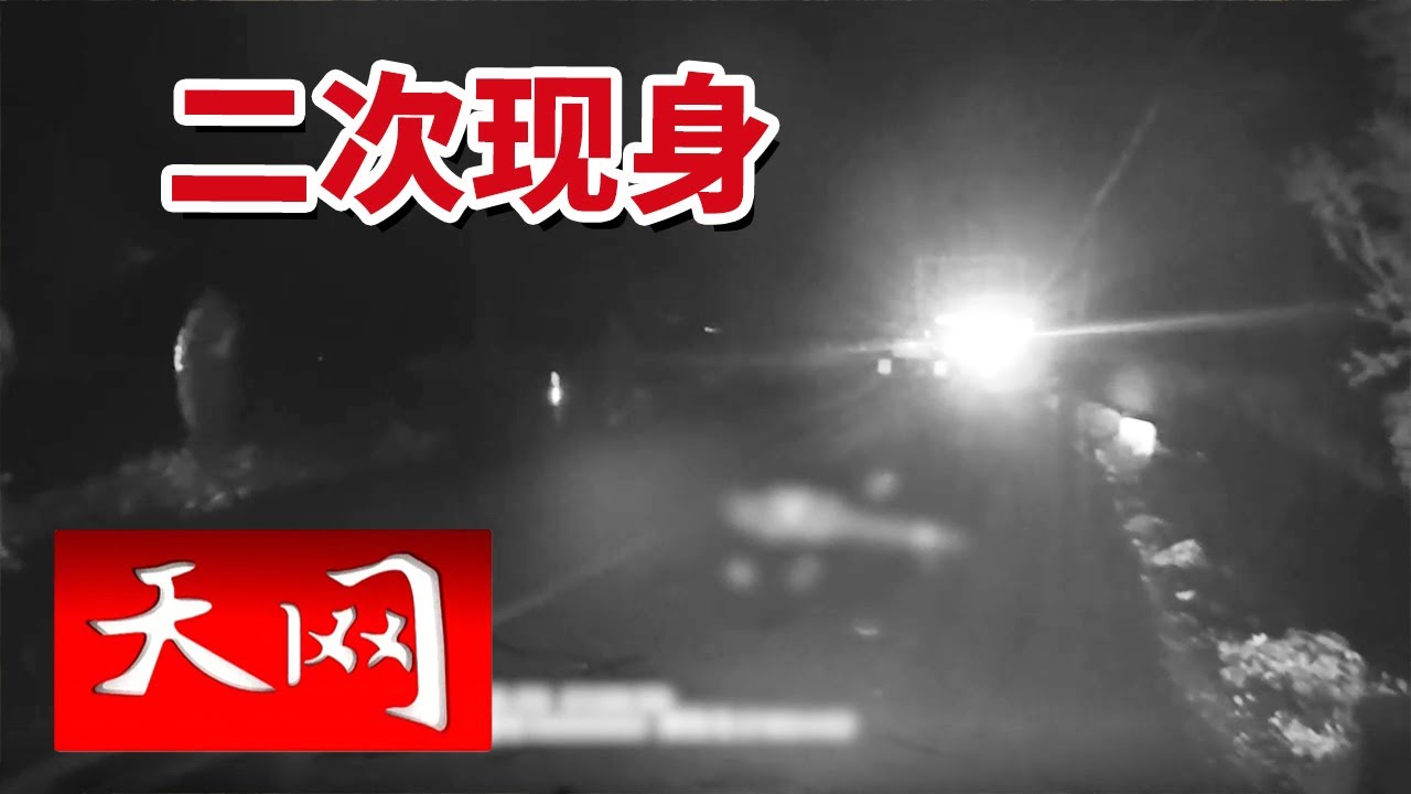《天网》吉林暴雨夜惊魂！村民路边发现血泊尸身 三位目击者摆手拦车真相成谜！20250509