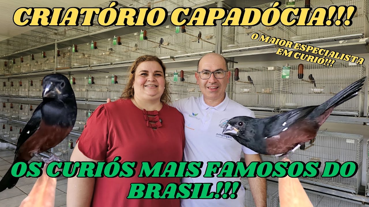 CRIATÓRIO CAPADÓCIA TEM O CURIÓ VELAR!!! O MAIS FAMOSO DO BRASIL!!!
