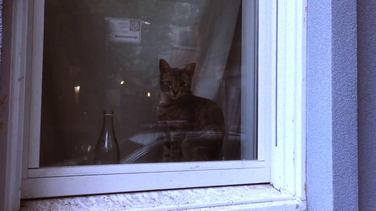 Tracyanne & Danny - Cellophane Girl (Official Music Video)